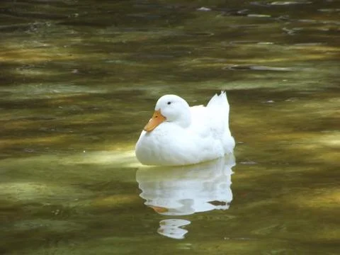 White Duck Stock Photos