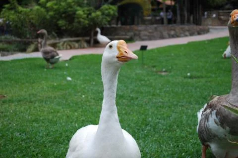 White duck Foto stock