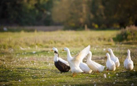 White duck 스톡 사진