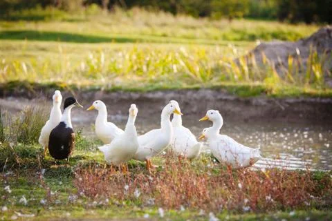 White duck 스톡 사진