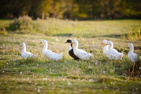 White duck 스톡 사진