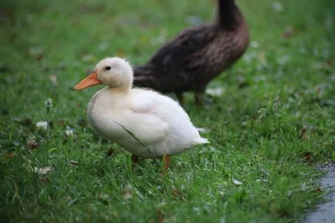 White Duck 写真素材