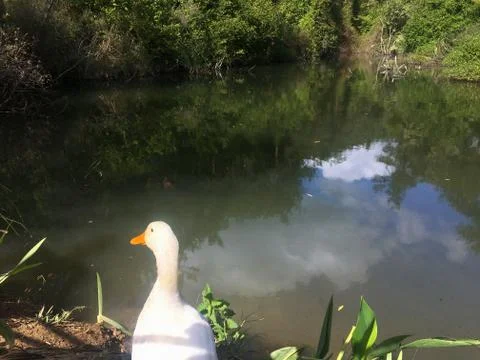 A white duck Stock Photos