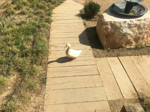 A white duck Foto stock