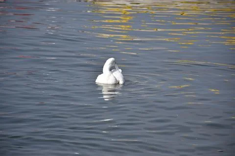 White Duck Stock Photos