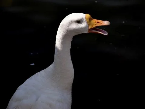 White Duck Stock Photos