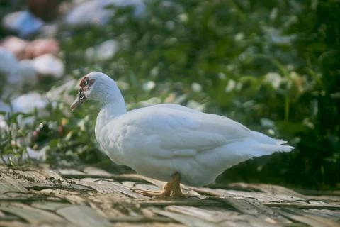 White duck Stock Photos