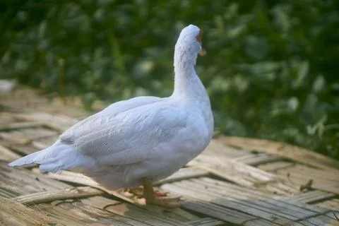 White duck Stock Photos