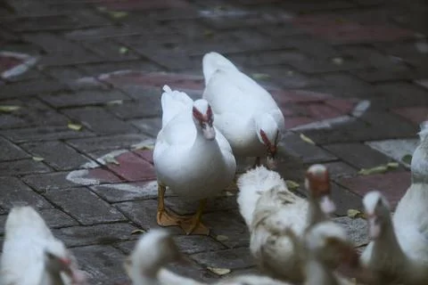 White duck Stock Photos