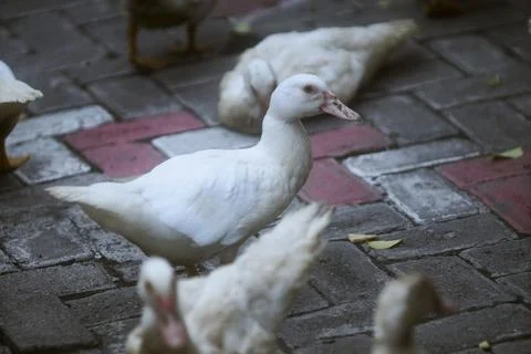 White duck Stock Photos