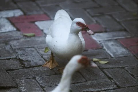 White duck Stock Photos