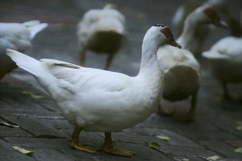 White duck Stock Photos