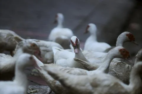 White duck Stock Photos