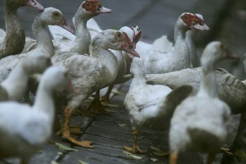 White duck Stock Photos