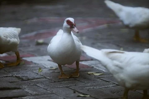 White duck Stock Photos