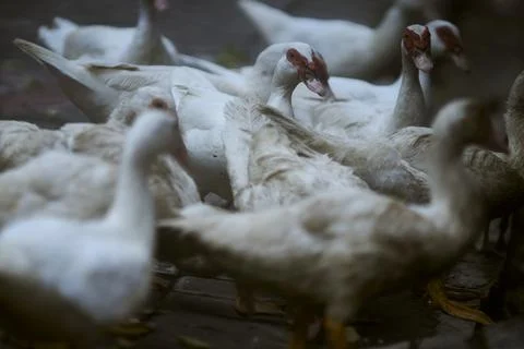 White duck Stock Photos