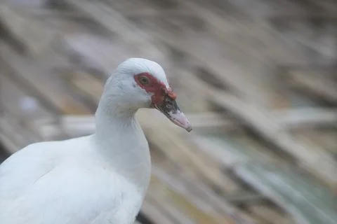White duck Stock Photos