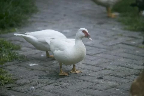 White duck Stock Photos