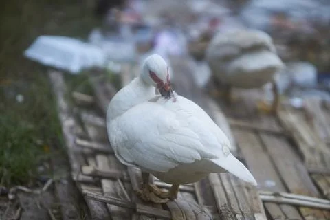 White duck Stock Photos