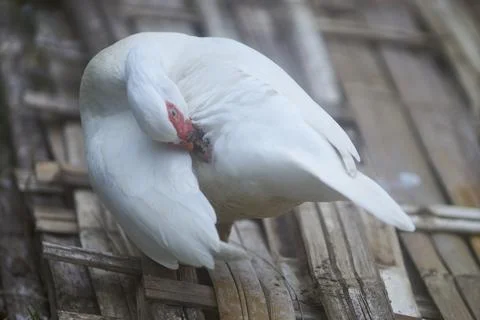 White duck Stock Photos