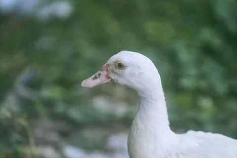 White duck Stock Photos