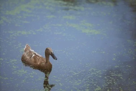 White duck Stock Photos
