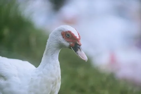White duck Stock Photos
