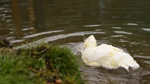 White duck on the pond washes, washes his head, throwing splashes Stock Footage 105621839