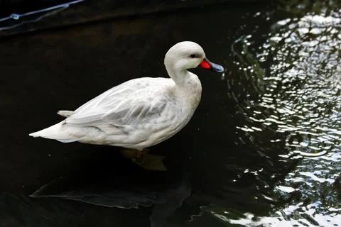A white duck in a pool Stock Photos