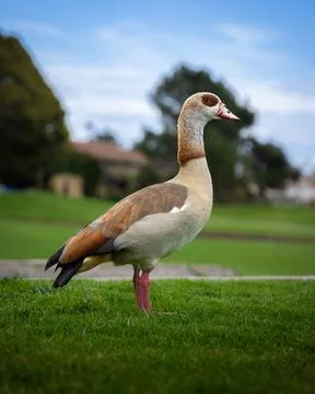 White duck posing on golf course Stock Photos