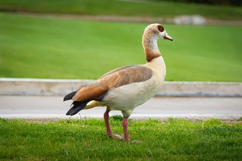 White duck posing on grass Stock Photos