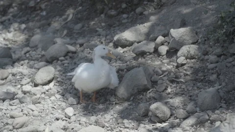 WHITE DUCK PREEING IT SELF NEXT TO ROCKS IN SLOW MOTION Video stock 100776231