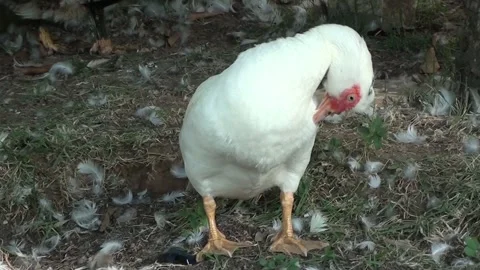 White duck preening its feathers while perched on the green lawn Stock Footage 323090659