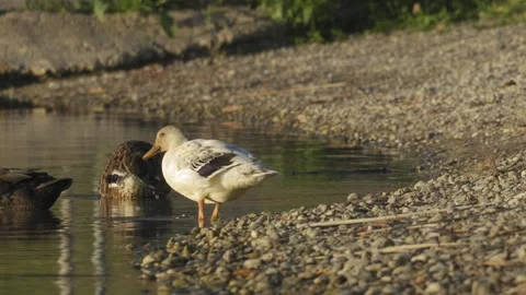 White Duck Preening at Lakeshore in Warm Morning Sunlight Stockbeeldmateriaal 342117622