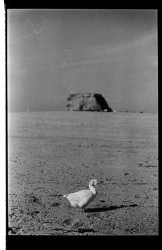 White Duck in Profile on Empty Sand Stock Photos