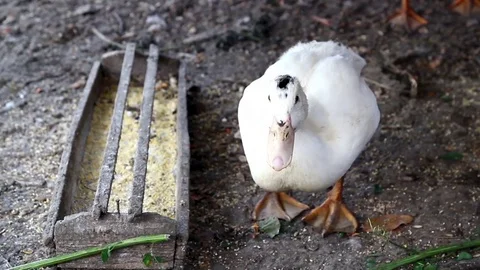 White duck, quacking. Video stock 71220441