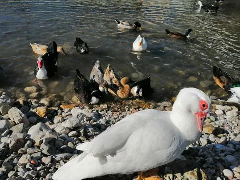A white duck with a red eye Stock Photos