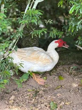 White Duck with Red Head Stock Photos