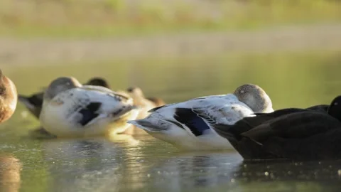 White Duck Resting With Eyes Closed Among Waterfowl Video stock 342124662