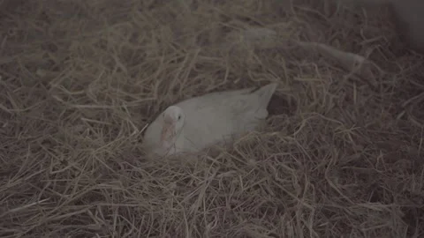 White duck resting on straw bedding in rural farm animal shelter Stock Footage 336611629