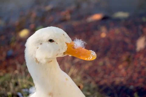 White duck by the side of the pond Stock-Fotos