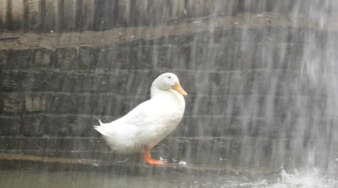 White duck, slow motion Stock Footage 67336150