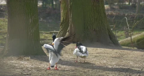 White Duck Smartens up Before Her Future Partner Stock Footage 61901107