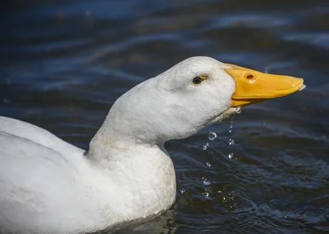 White duck splashes water while swimming in the calm river on a sunny day Stock Photos