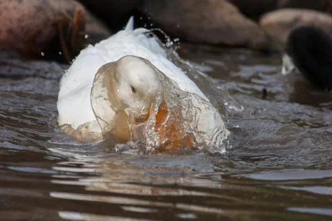 White duck splashing Stock Photos