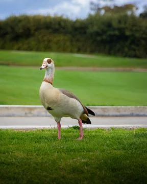 White duck standing on grass Stock Photos