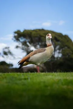 White duck standing on grass Stock Photos