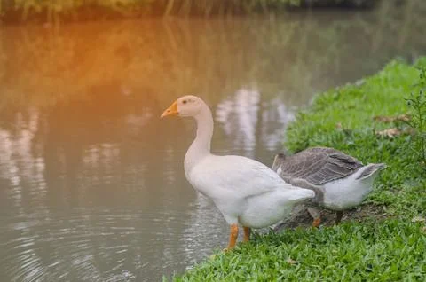 White duck stood by the pond looking for food. The orange light felt warm. Stock-Fotos