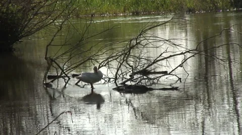 White duck on submerged tree Stock Footage 49303056