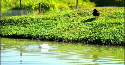 A White Duck Swimming And Preening Stock Footage